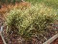 Variegated Reed Grass / Calamagrostis acutiflora 